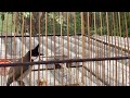 Luyện Giọng Chào Mào Mồi | chào mào hót đấu
