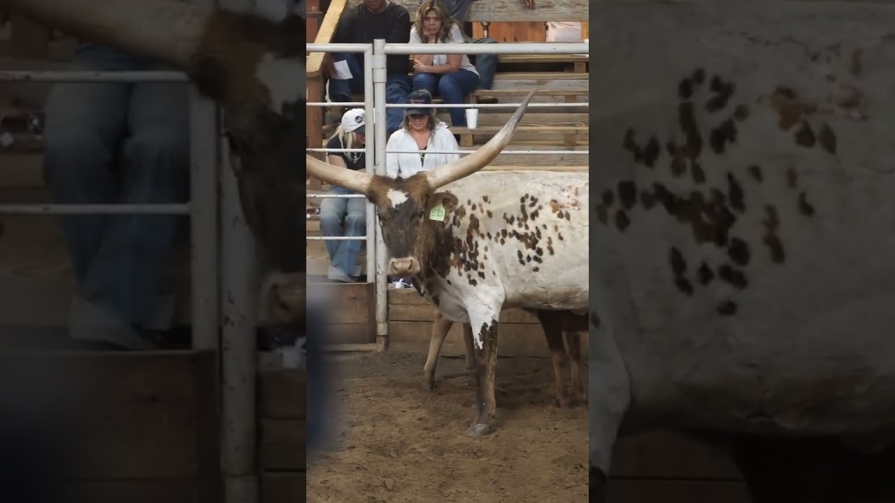 Successful auctions start with educating buyers. The more they know, the more they bid with confide