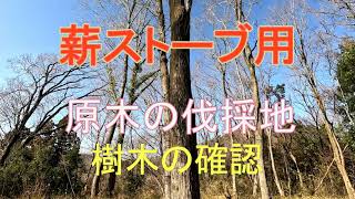 薪ストーブ用 伐採予定の原木確認 - YouTube