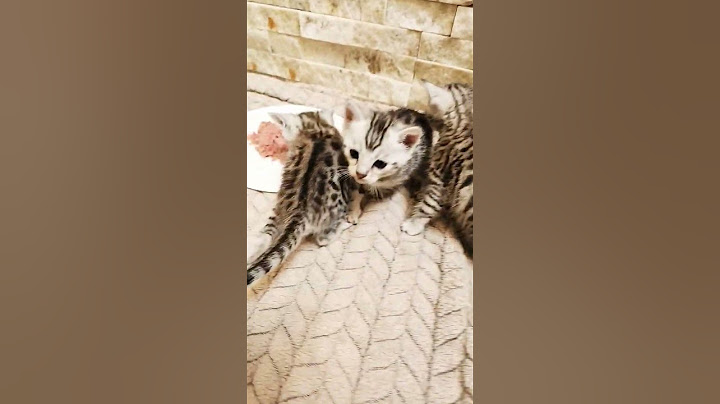 Kittens Don't Like First Meal #kitties #kittens #weaning