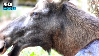 The Serene Bliss Of A Majestic Moose In Relaxation