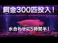アロワナ水槽に小赤（餌金魚）300匹投入！この時期の水合わせは大変です！熱帯魚 アクアリウム arowana