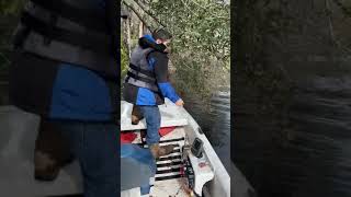 Huge Catfish On Bush Hook