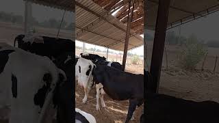#sandy dairy farm#farmer#cow hf