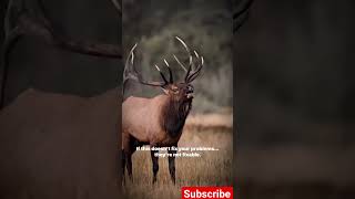 #biology #education #wildlife #nature #science #animals #horse #hunting #deer