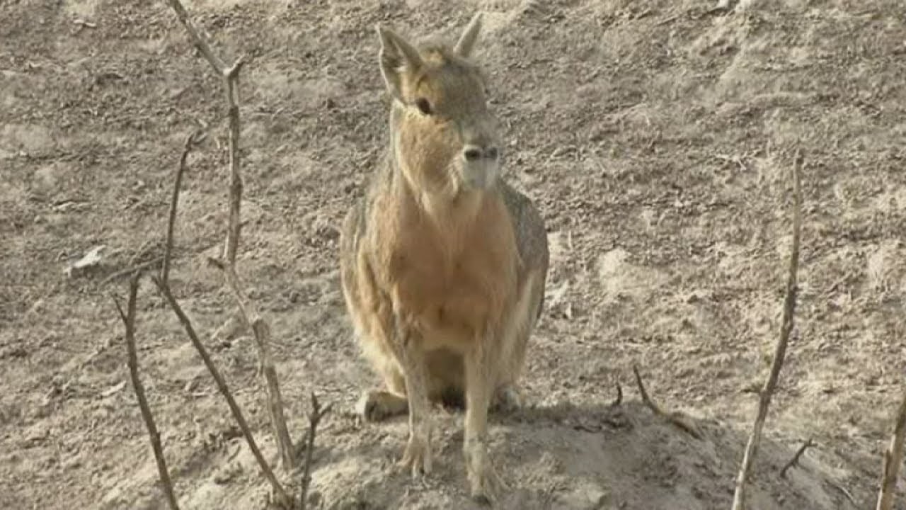 Ukraine zoo animals left to starve after former President Viktor Yanukovych flees