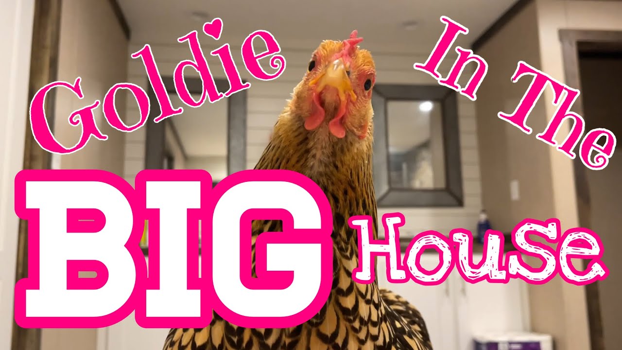 Goldie in the BIG House