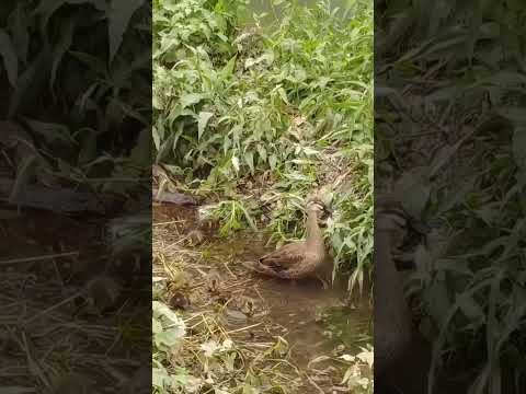 Cute Baby Ducks Follow Their Mother 엄마 뒤를 졸졸 따르는 귀여운 아기오리들