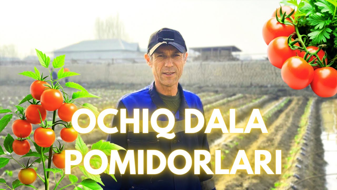 Очиқ Дала Помидор Экиш 0-дан | Ochiq Dala Pomidor Ekish 0-dan