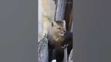 Соболь: Красивый охотник