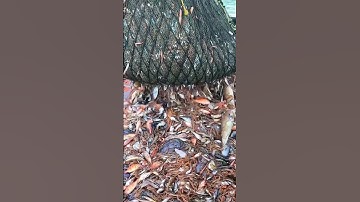 Trawl Fishing in Trawl net boat|#shorts