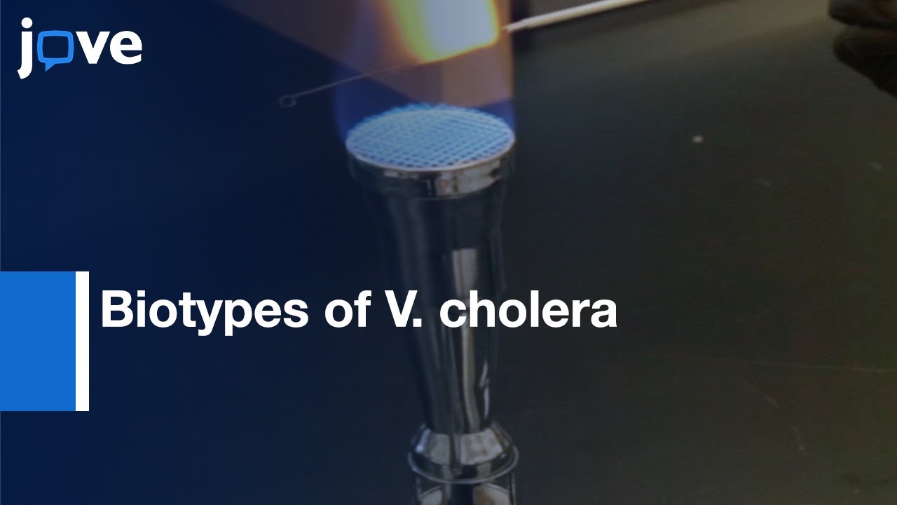 Biotypes of V. cholera Differetiation and Maintainence | Protocol Preview