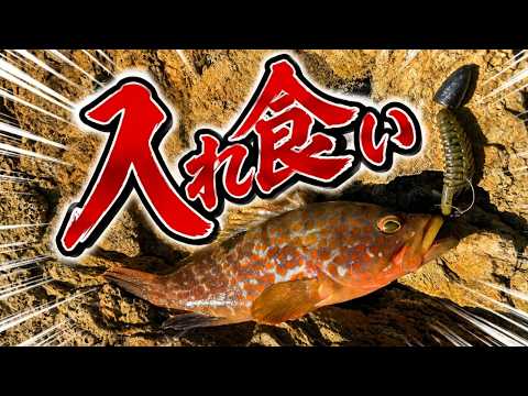 【ライトロックフィッシュ】根魚入れ食い！最高の釣り方を紹介します