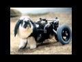 M.E. Maxx犬用・ペット用車椅子プロモーションビデオ
