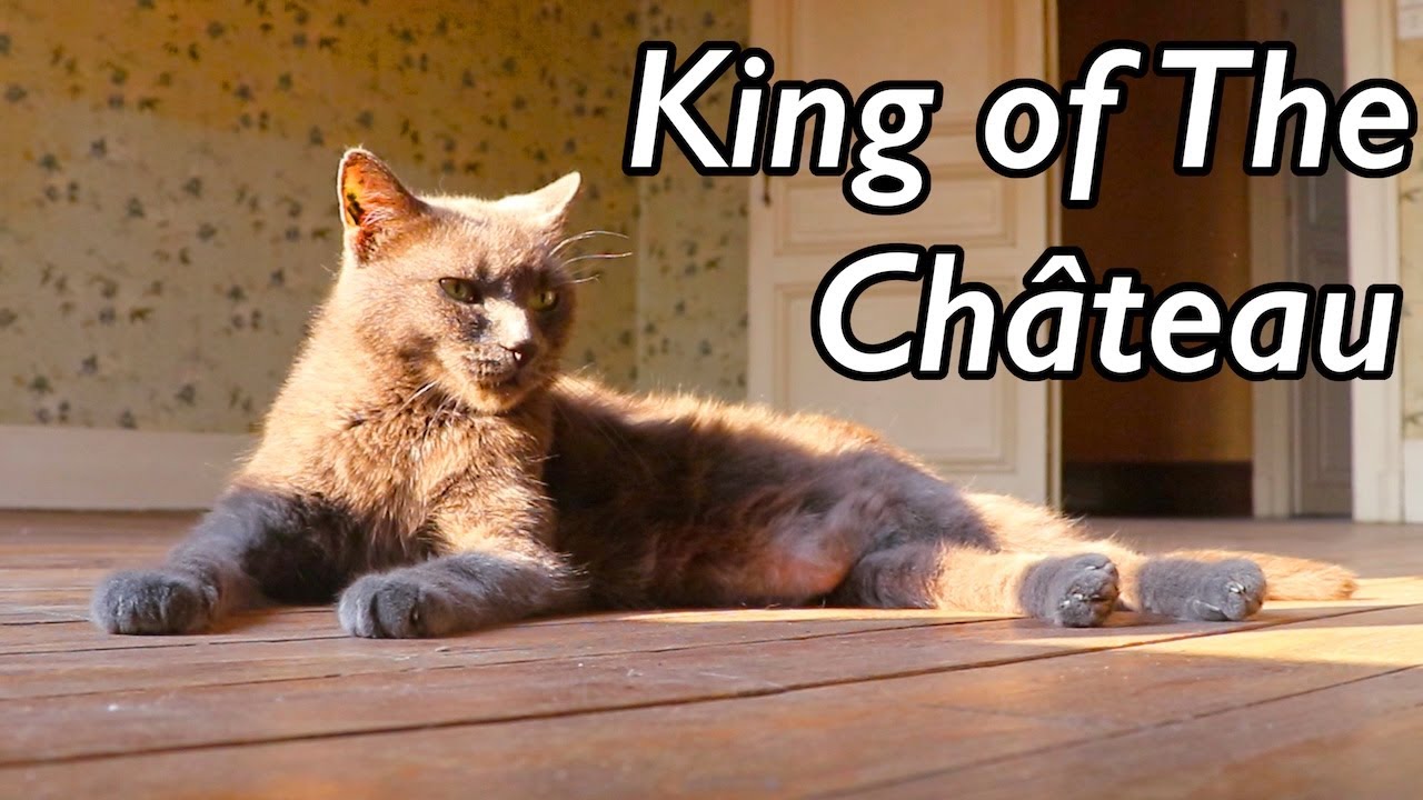 Мои 8 кошек исследуют мой старинный французский сельский дом 🇫🇷🇫🇷 