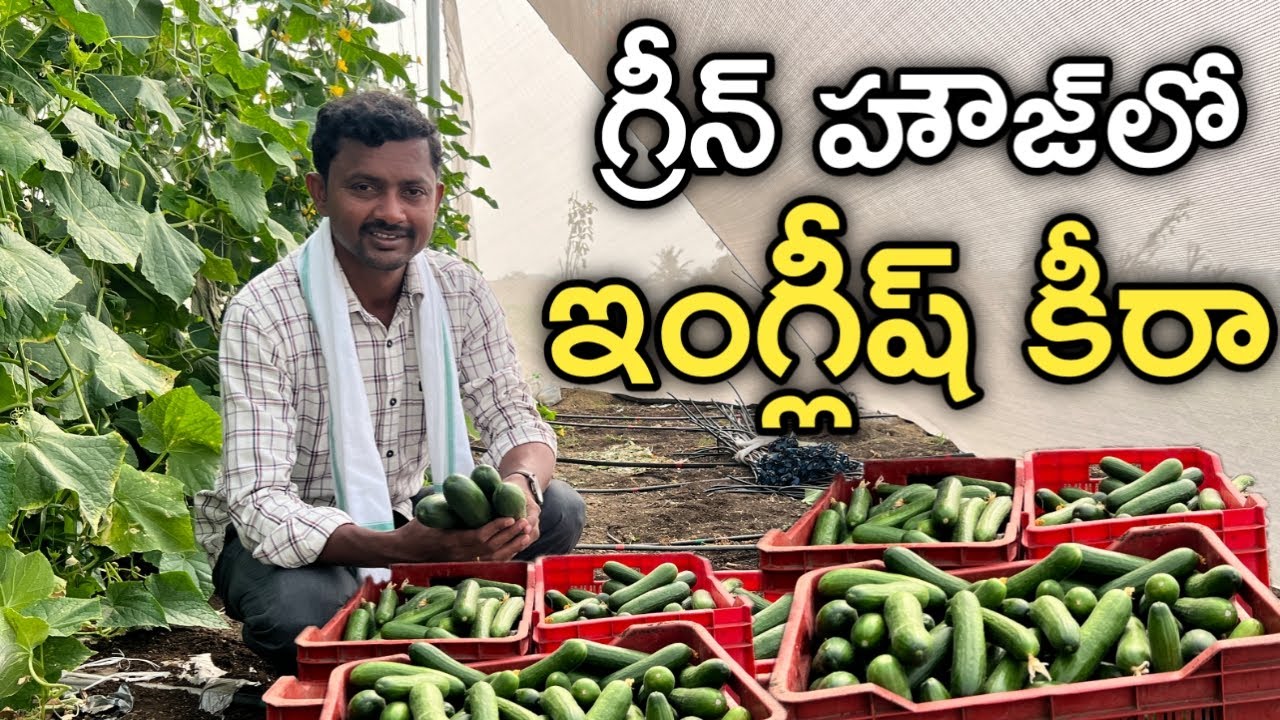 ఇంగ్లీష్ కీరా దోస పండిస్తున్నం | English Cucumber | రైతు బడి