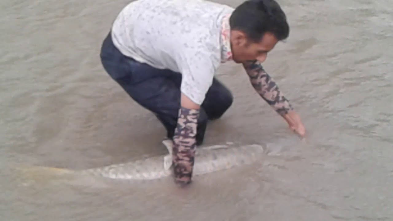 84 lbs mahseer pancheshwar