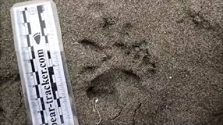 Information Opossum Tracks Guide