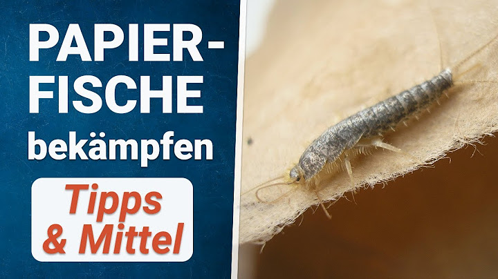Papierfischchen bekämpfen 🚫 So wirst du Papierfische los!