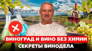 видео: Как вырастить виноград без химии и сделать натуральное вино! Секреты от ВИНОДЕЛА! картинка: Как вырастить виноград без химии и сделать натуральное вино! Секреты от ВИНОДЕЛА!
