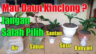 cara mengkilapkan daun aglaonema | pakai ini lebih aman
