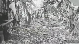 PARODI PERANG NGAKAK