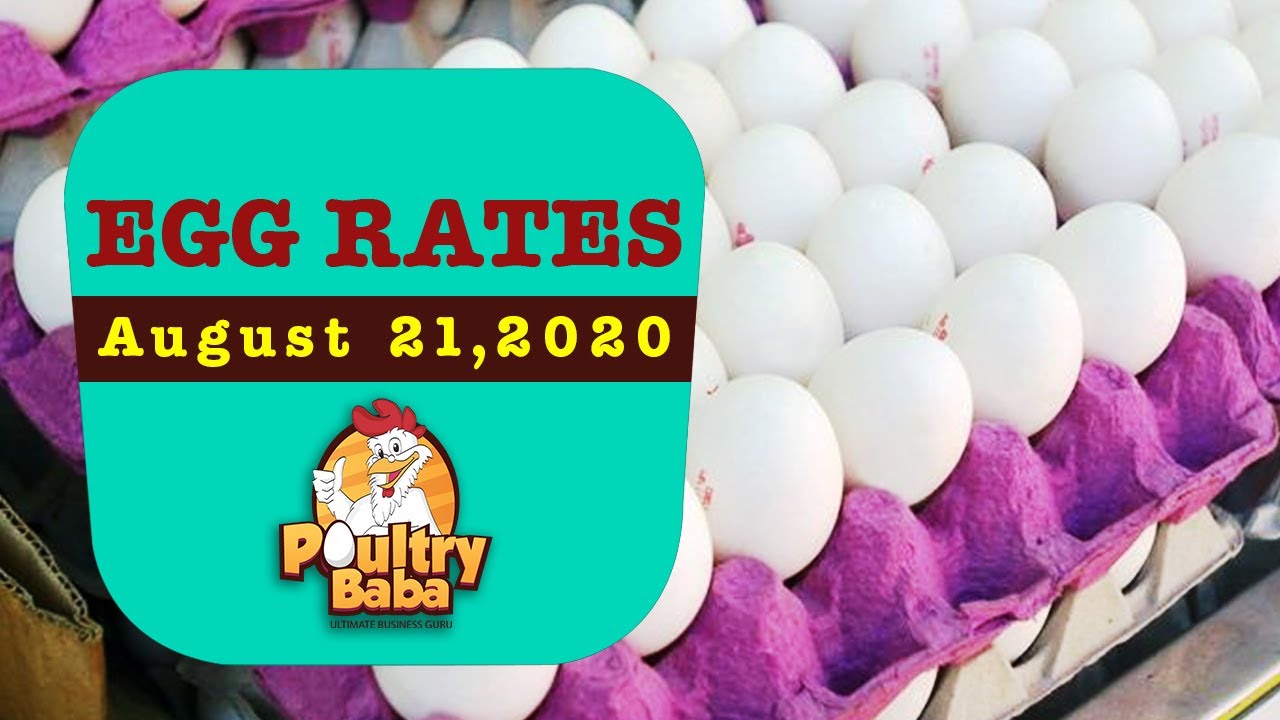 Egg rate today daily egg rates in Punjab poultry rates egg business in Pakistan