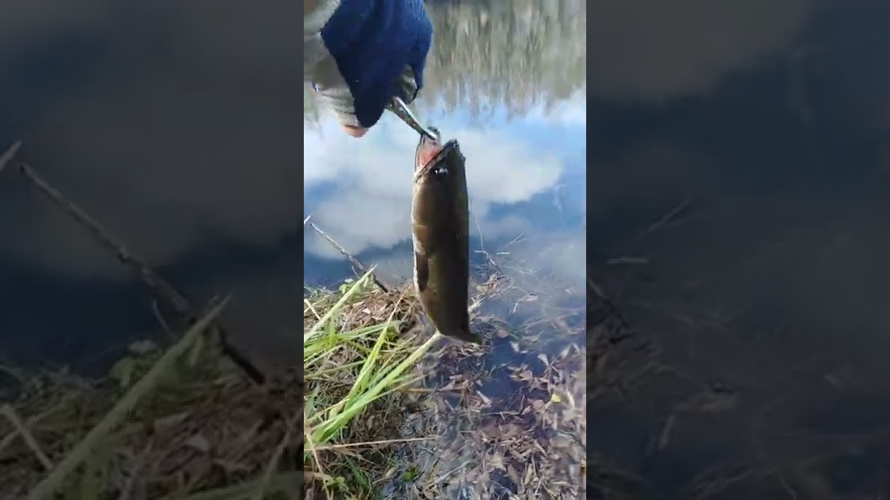 Catch and Release snakehead fish!