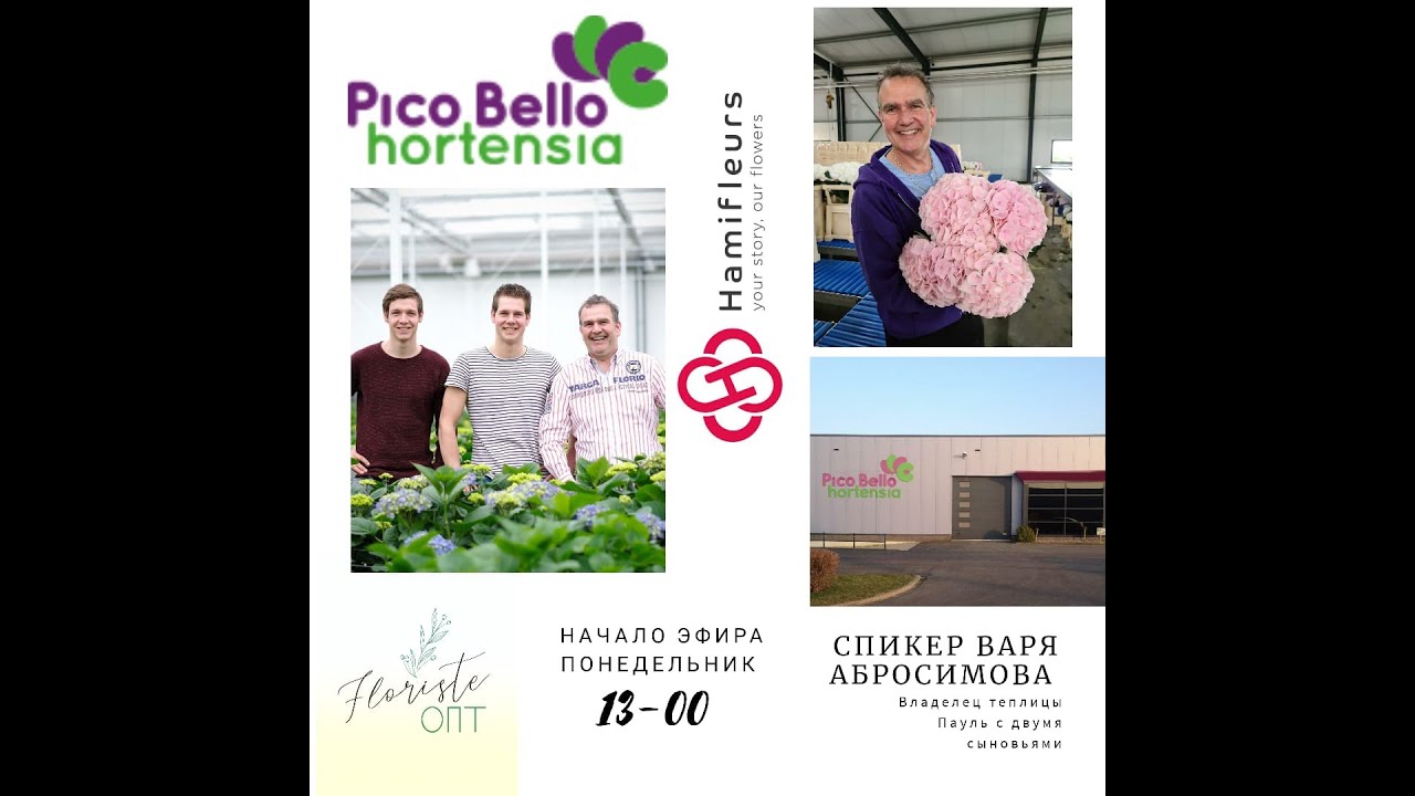 Pico Bello Hortensia - прямой эфир из теплицы. Полезная информация, новости из Голландии. Гортензия