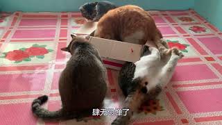 箱子里有什么让猫咪这么疯狂头全都插了进去#分享 #猫咪 #记录真实生活