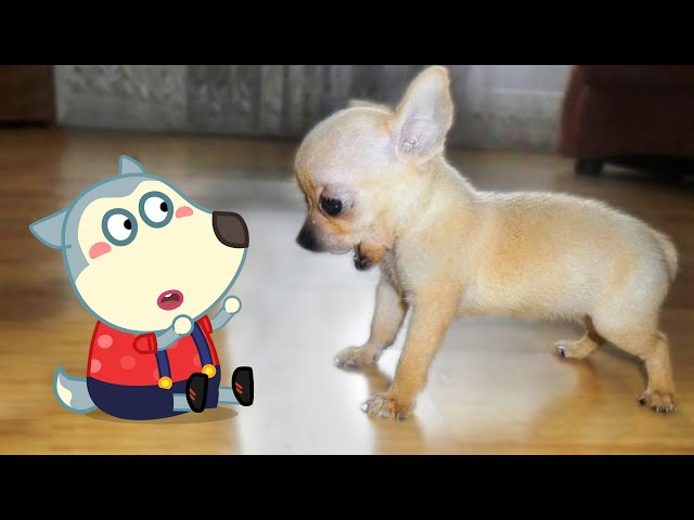 Little Cute Puppy vs Tiny Wolfoo 🐶 Wolfoo in Real Life ! Funniest Cats And Dogs Videos class=