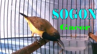 Suara sogon full gacor variasi ngriwik ngobra ngekek update 28 ~ 8 ~ 2023