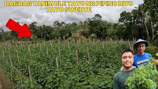 Download Lagu SALAMAT AMA SA IYONG BIYAYA SA AKING MGA HALAMAN MP3