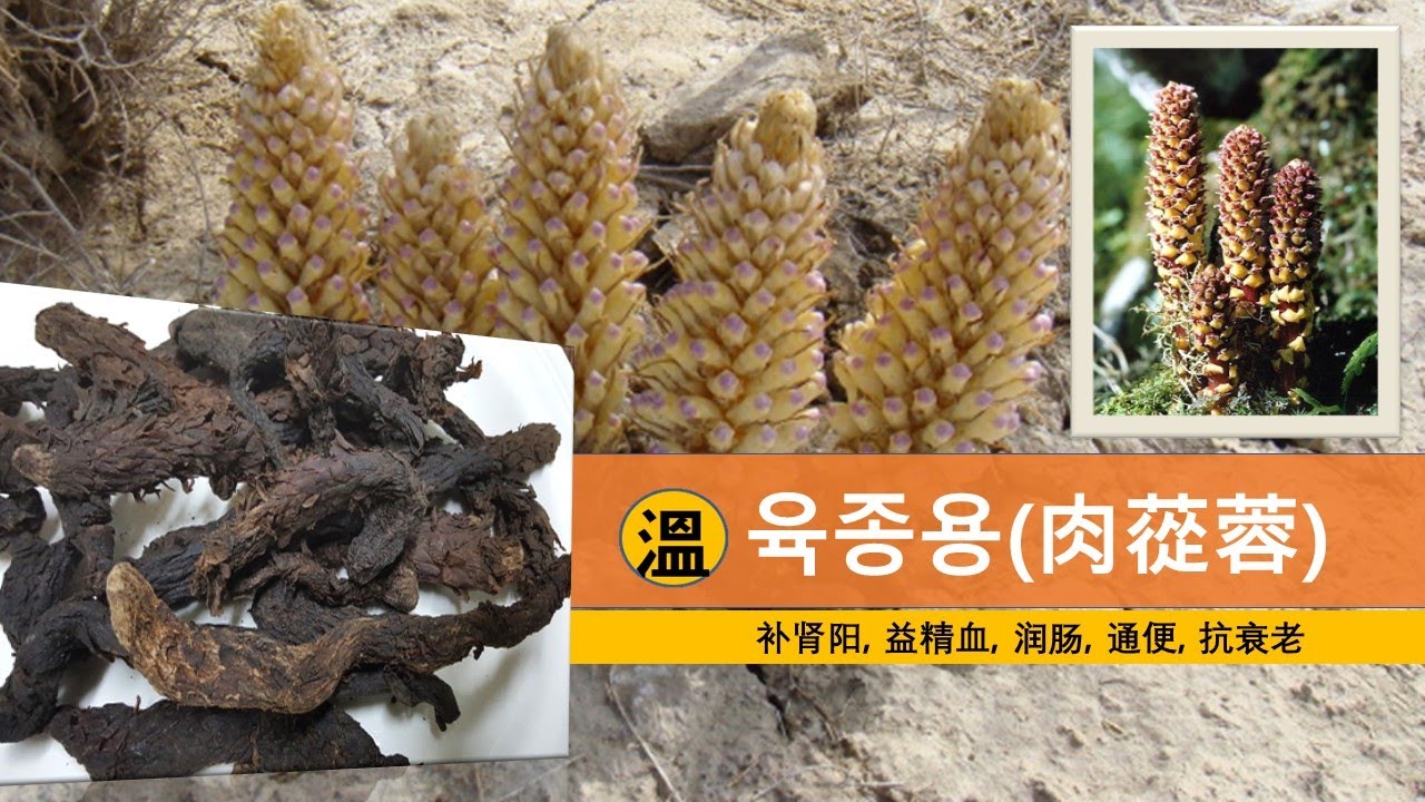 육종용_신장의 양기가 쇠약하거나 정혈부족으로 발생한 양위, 유정(遺精), 조루와 소변을 자주보고 잔뇨감이 있는 사람에게 적합