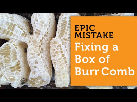DON'T MAKE THIS BIG BEEKEEPING MISTAKE! Fixing Burr Comb / Cross Comb In A Beehive
