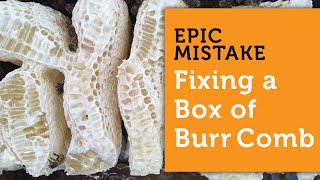 DON'T MAKE THIS BIG BEEKEEPING MISTAKE! Fixing Burr Comb / Cross Comb In A Beehive