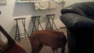 Airhorn.avi