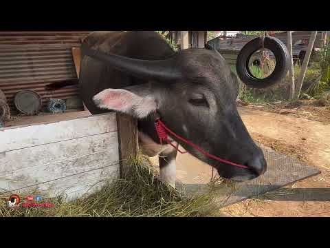 ทายาทเพชรพารวยแห่งเมืองพิษณุโลก