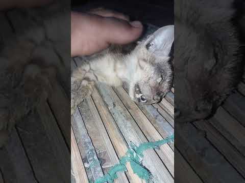 Cat dying stage 