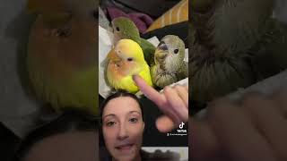 Love Bird Breeding Genetics & Mutations