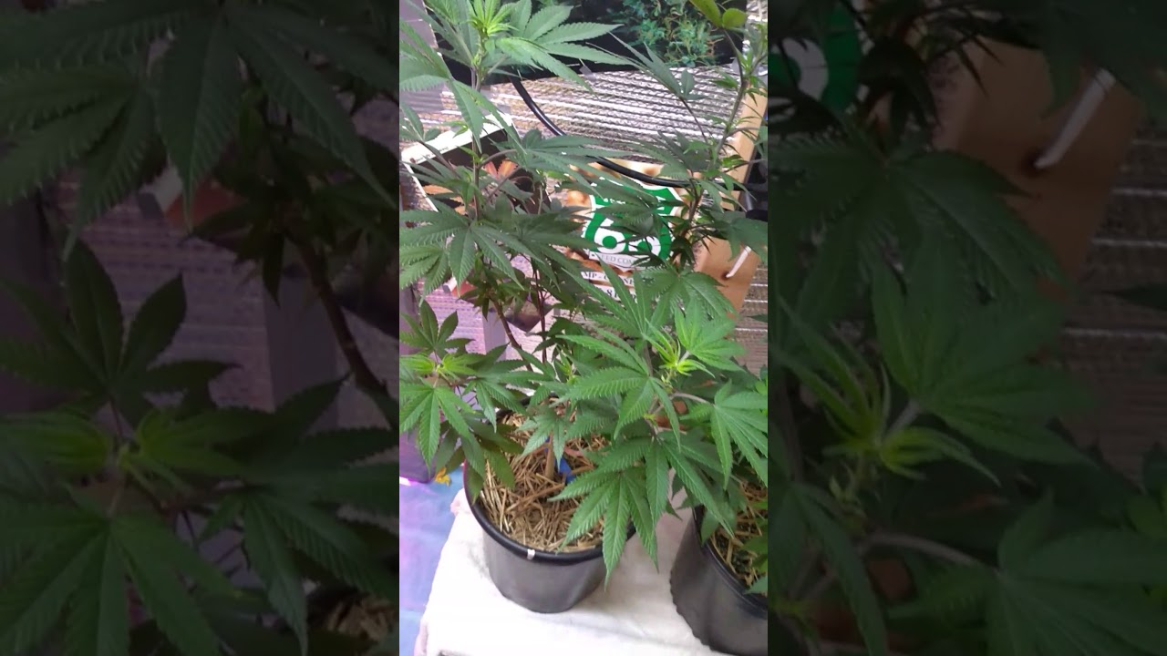 Two Black rhino keep em in veg.  