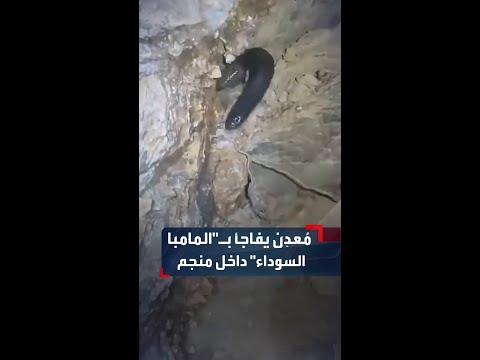 منقب سوداني يوثق لحظات مرعبة إثر مفاجأة أفعى المامبا السوداء السامة في نفق المنجم