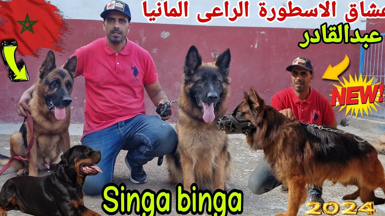 مباشرة وحصريا من قلب حد سوالم 🇲🇦ولقاء مع المزرعة الوحوش العمالقة الراعى المانيا 🇩🇪 واستاد عبدالقادر