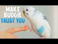 How to Make Your Budgie Trust You