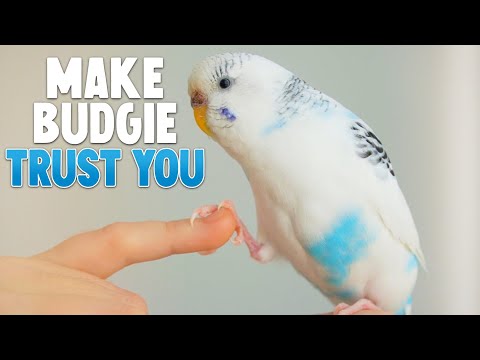 Video: Hoe Om Budgies Te Was