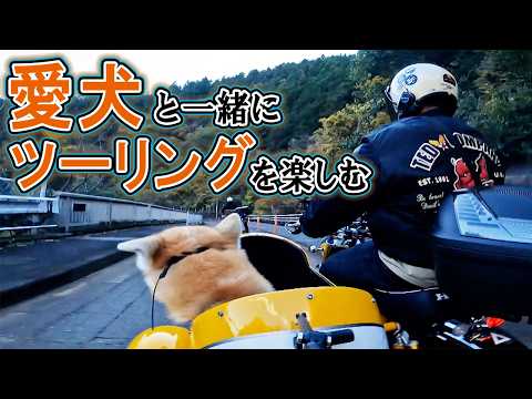 気分爽快！ワンコと一緒にサイドカーでドライブ