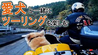 犬田② 楽天市場】マンダリンブラザーズ 犬 犬服 レインコート 犬用 雨具 犬の