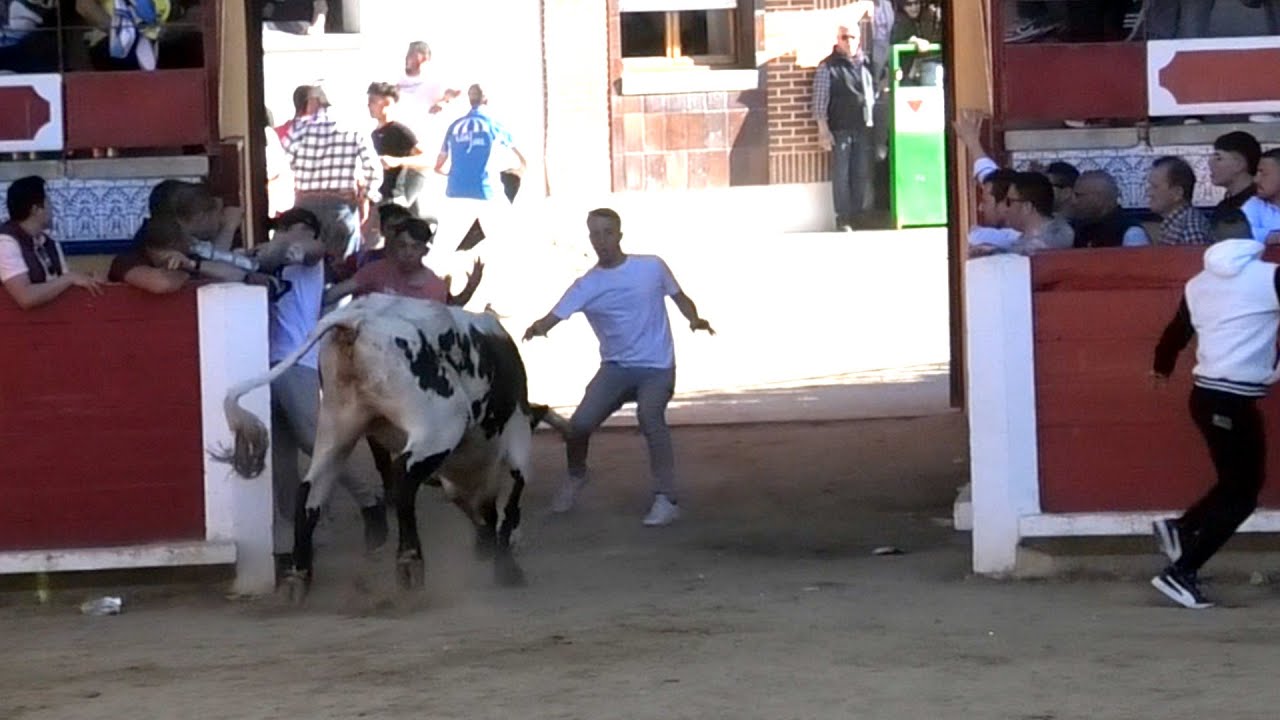 Cuidado con el Buey Pedrajas de San Esteban 2023