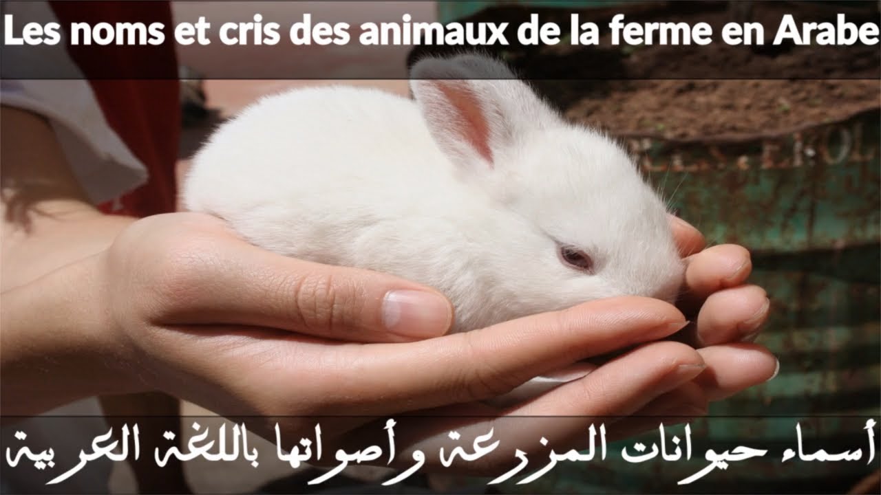 Japprend Les Animaux De La Ferme Et Leurs Cris En Arabe Pour Bébé Les Noms Des Animaux En Arabe L