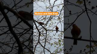 Robins give a warning as the red kite flies overhead! #freddytherobin #freidatherobin #redkite